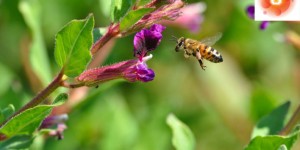 Do Now U! Should We Use Drones to Pollinate Crops?