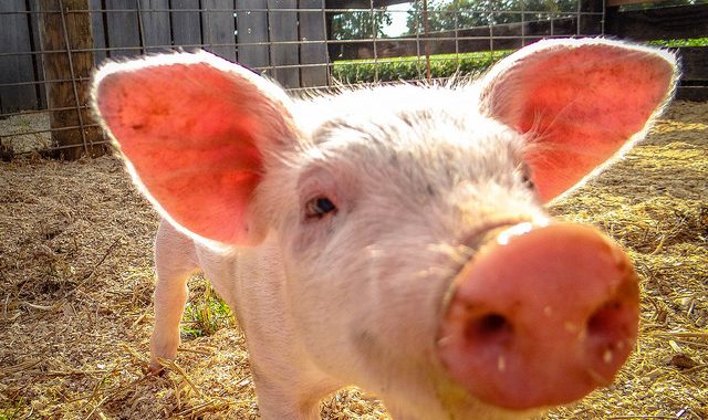 Should Pigs Be Used to Grow Human Organs?