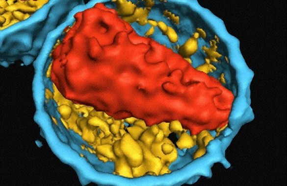 Human immunodeficiency virus (HIV). Photo credit: Stephen Fuller. Wellcome Images (CC BY-NC-ND 2.0)