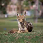 Urban Coyote Photo credit: Dru Bloomfield (CC BY 2.0)