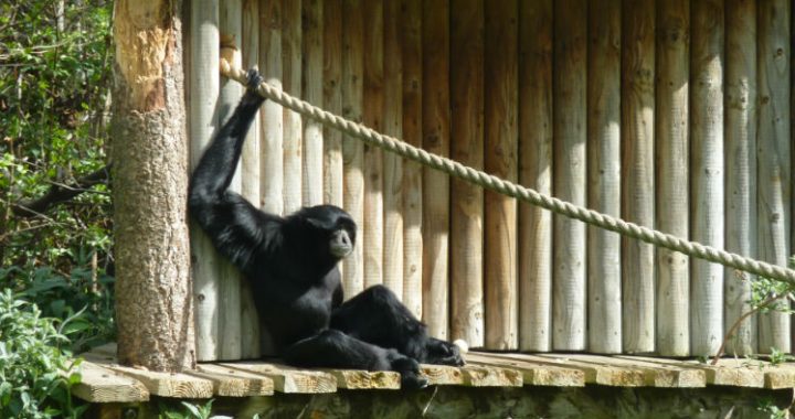 Gibbon. Photo credit: Sean MacEntee (CC BY 2.0)