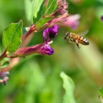 Do Now U! Should We Use Drones to Pollinate Crops?