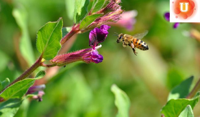 Do Now U! Should We Use Drones to Pollinate Crops?